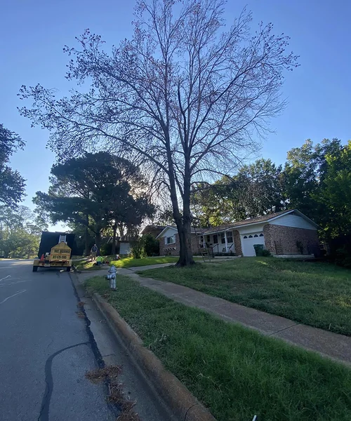 Tree Removal in Pantego 